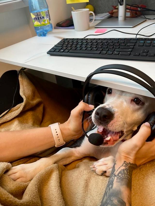 UAB "Planas chuliganas" gallery picture 2